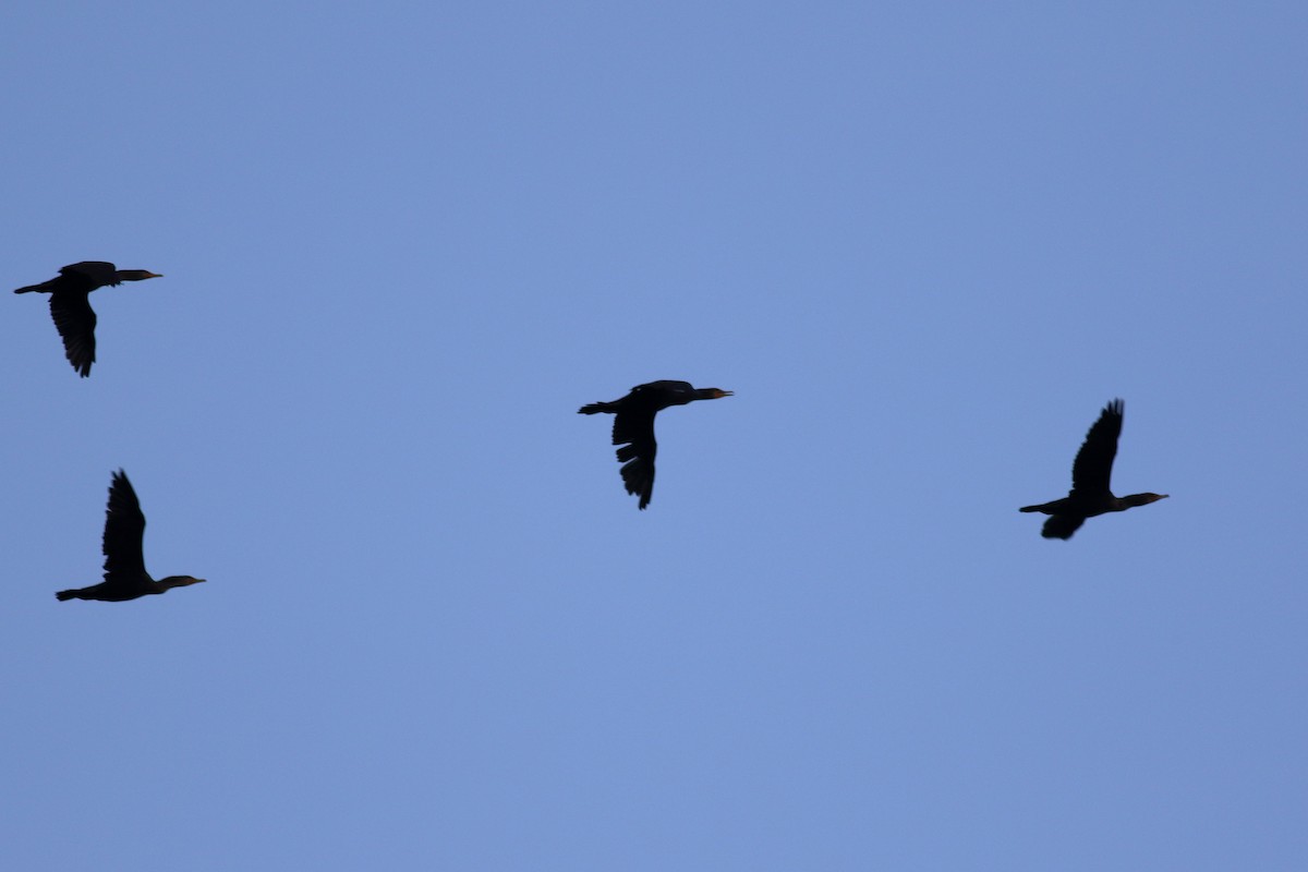 Double-crested Cormorant - ML644571036