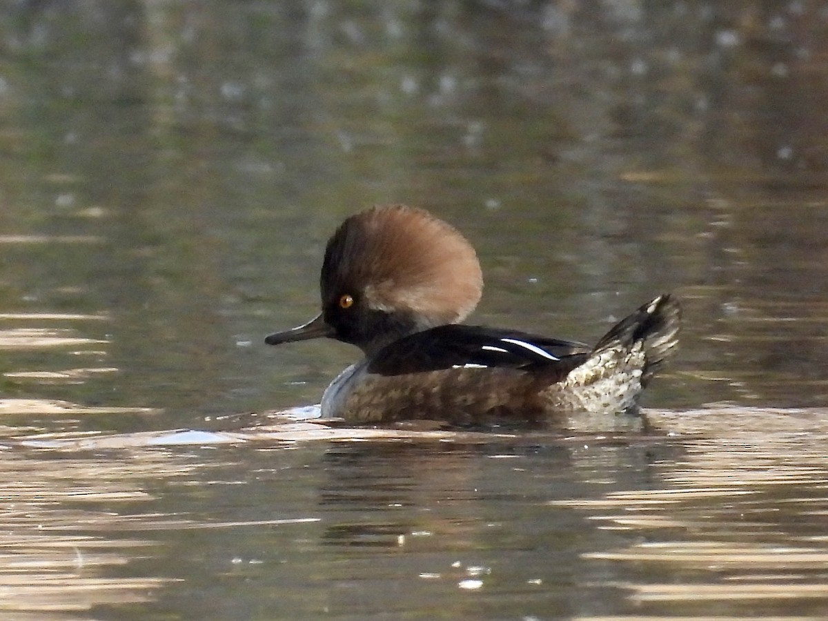 Hooded Merganser - ML644571040