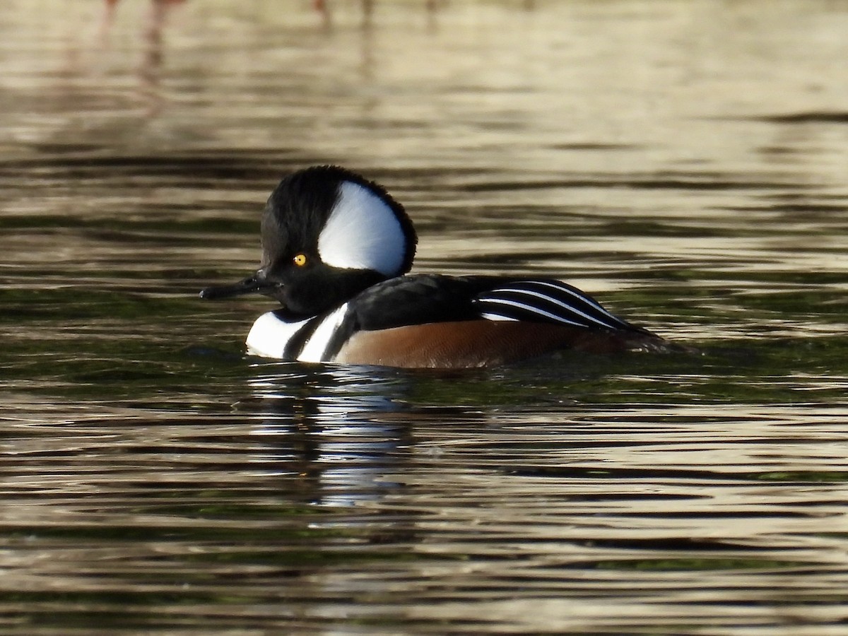 Hooded Merganser - ML644571041
