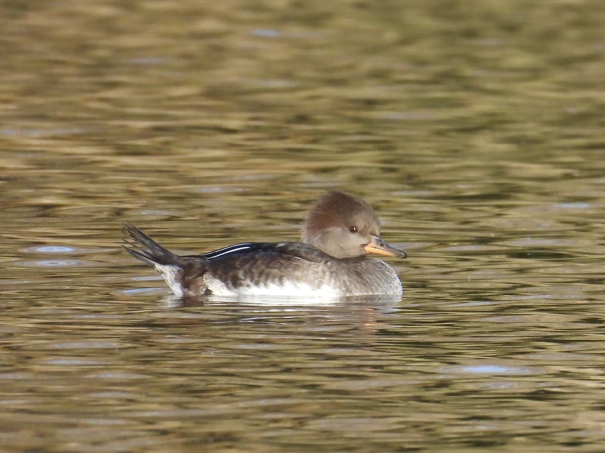 Hooded Merganser - ML644571042