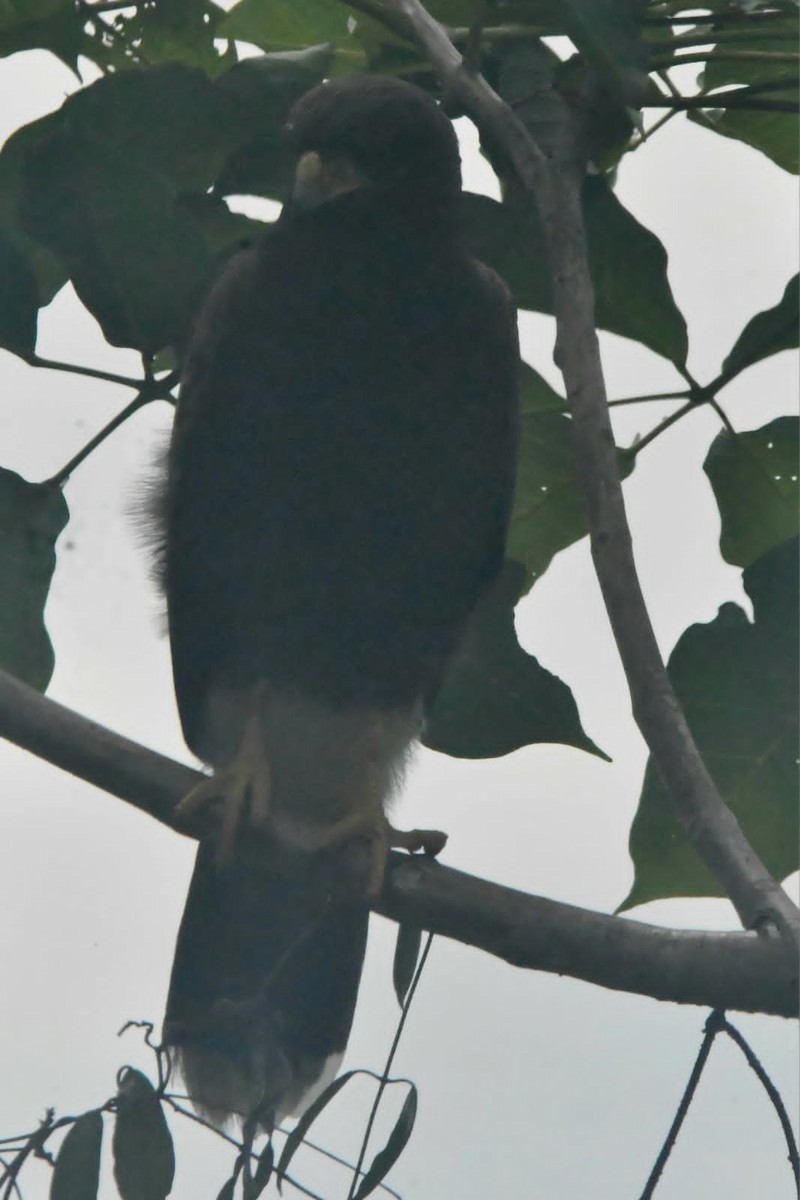 kaktusvåk - ML644571043