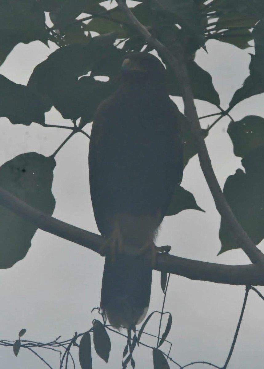 kaktusvåk - ML644571044