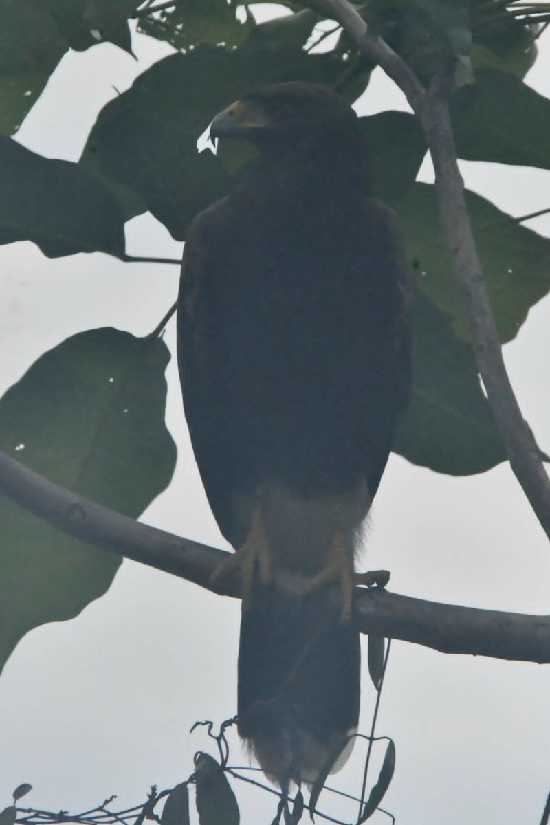 kaktusvåk - ML644571045