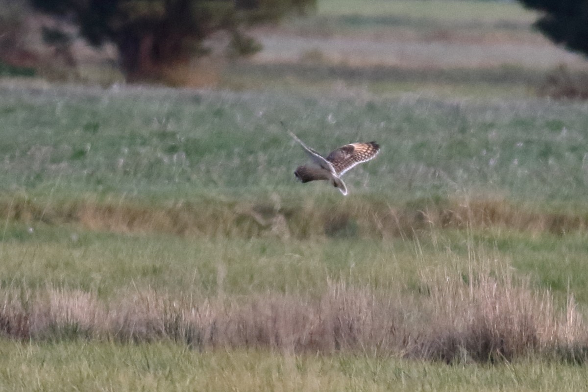 短耳鴞 - ML644571046