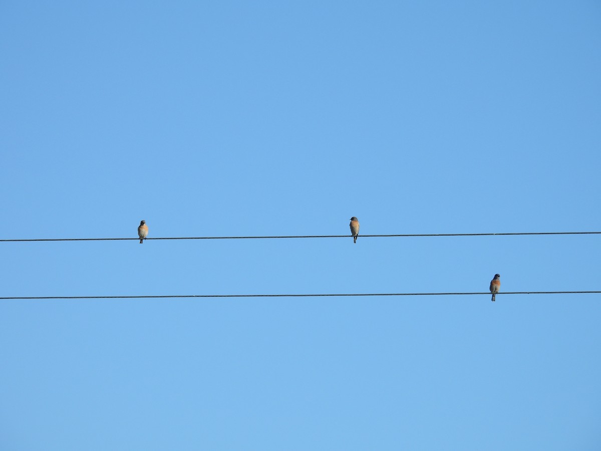 Western Bluebird - ML644571047