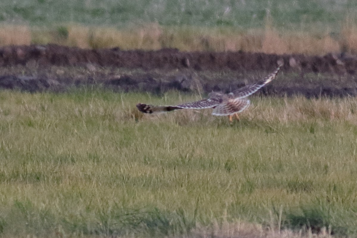 短耳鴞 - ML644571051