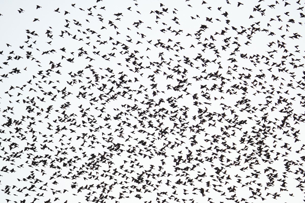 Quiscale bronzé - ML644571053