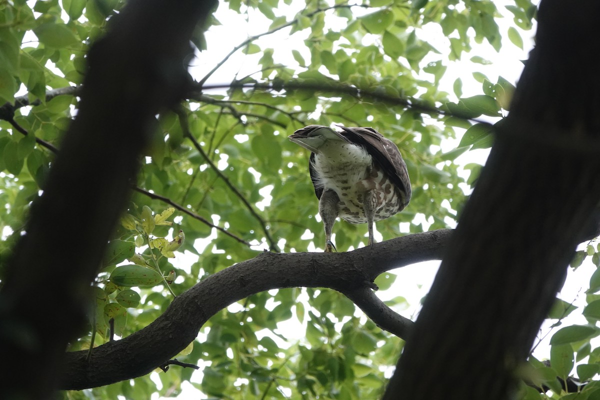 カンムリオオタカ - ML644571054