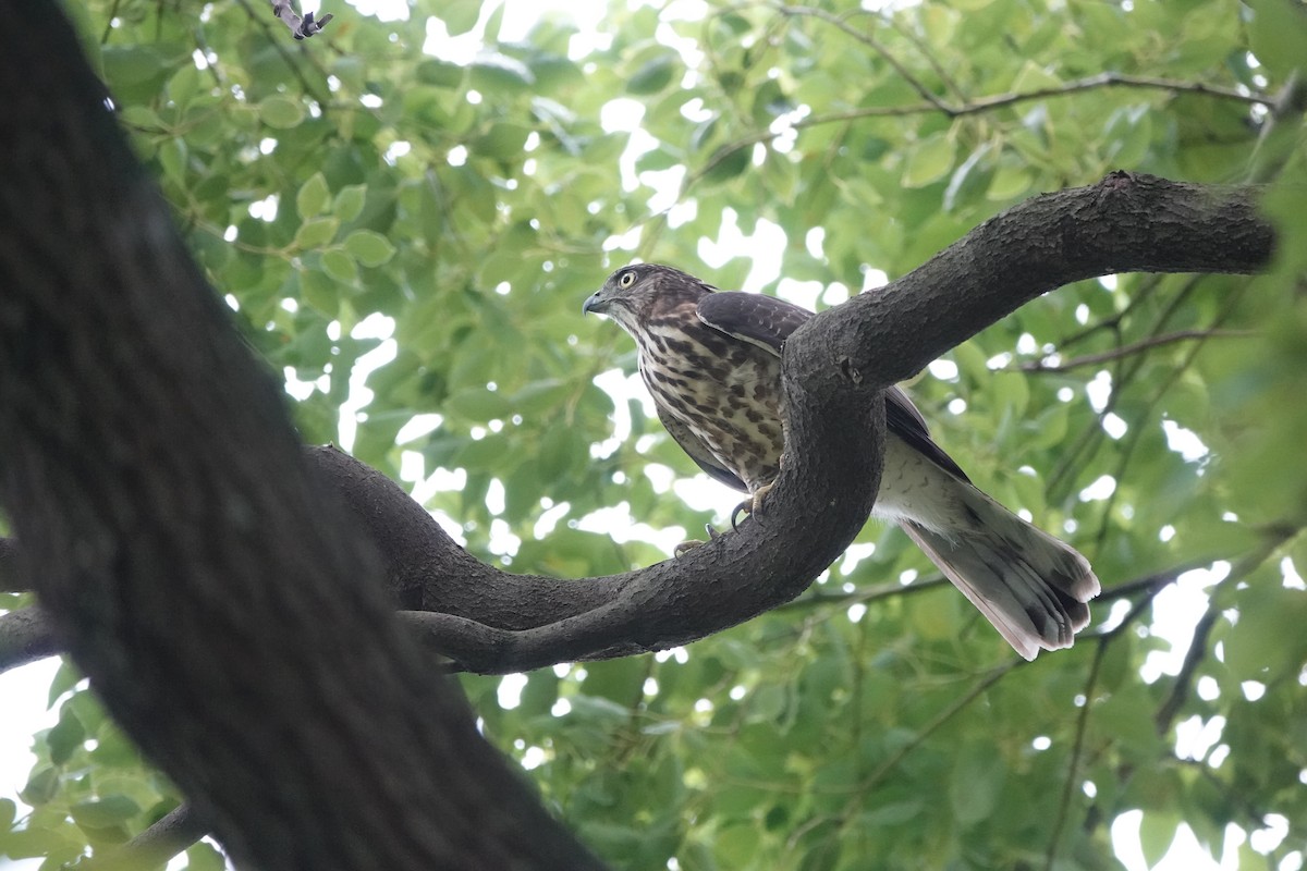 カンムリオオタカ - ML644571055