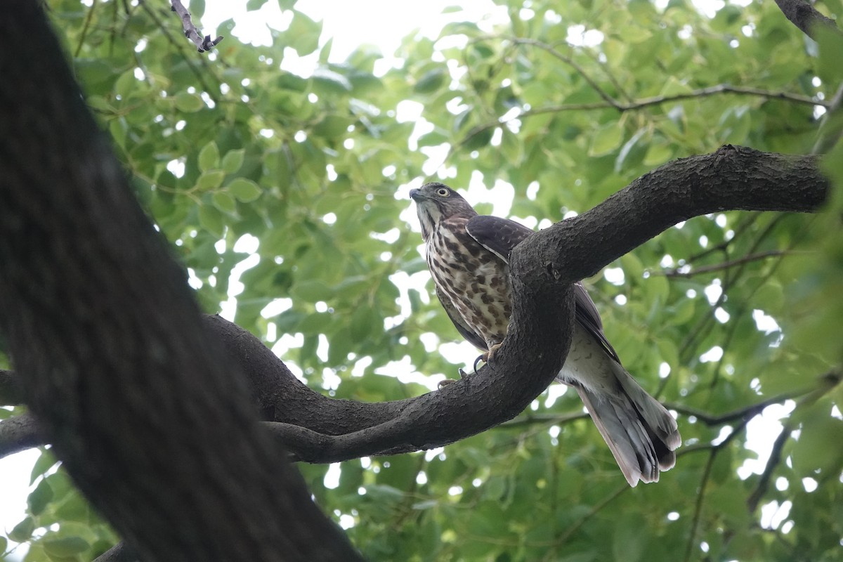 カンムリオオタカ - ML644571056