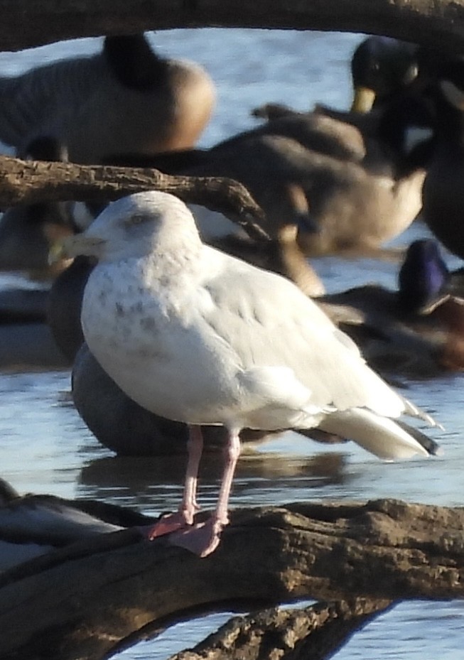 American Herring Gull - ML644571064