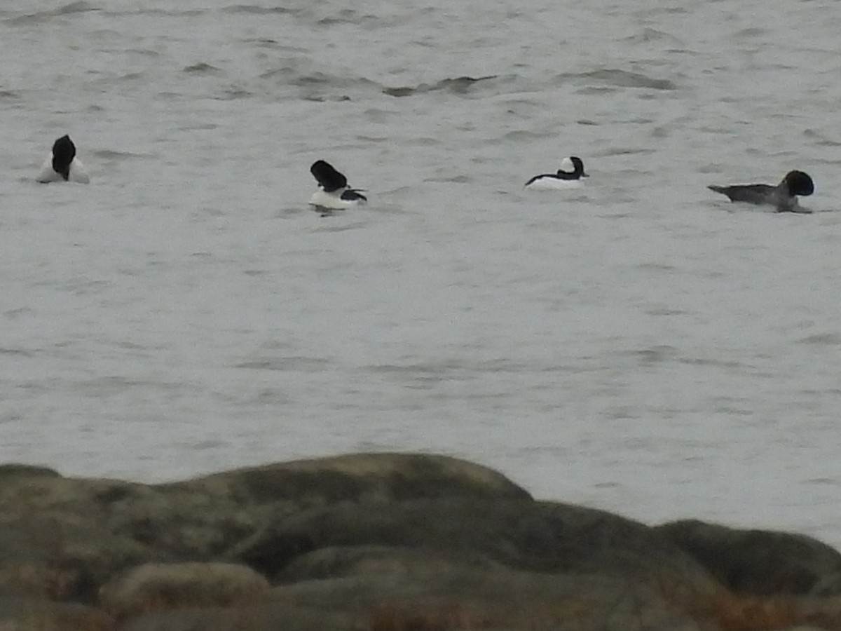 ヒメハジロ - ML644571067