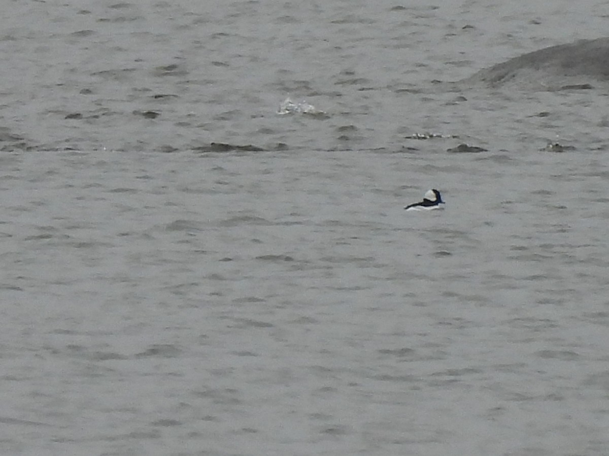 ヒメハジロ - ML644571068