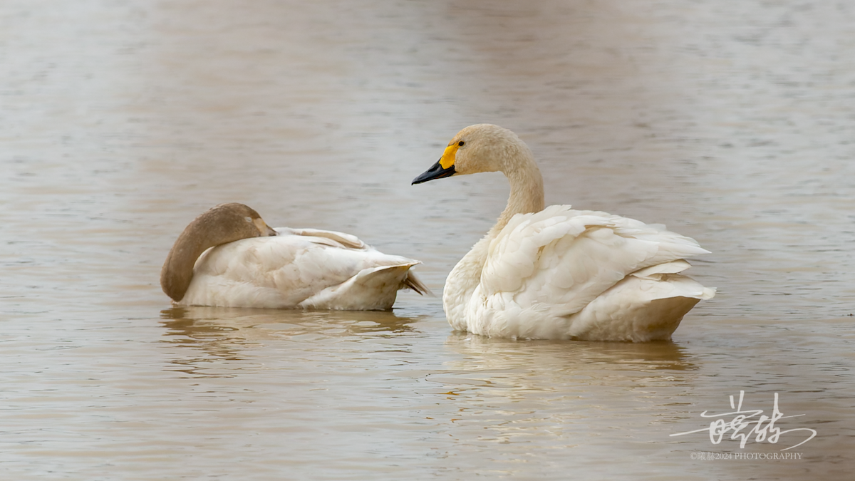 Beltxarga txistularia - ML644571070