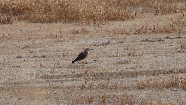 Northern Harrier - ML644571071