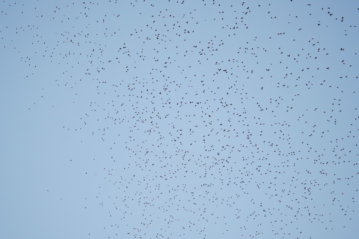 Quiscale bronzé - ML644571078