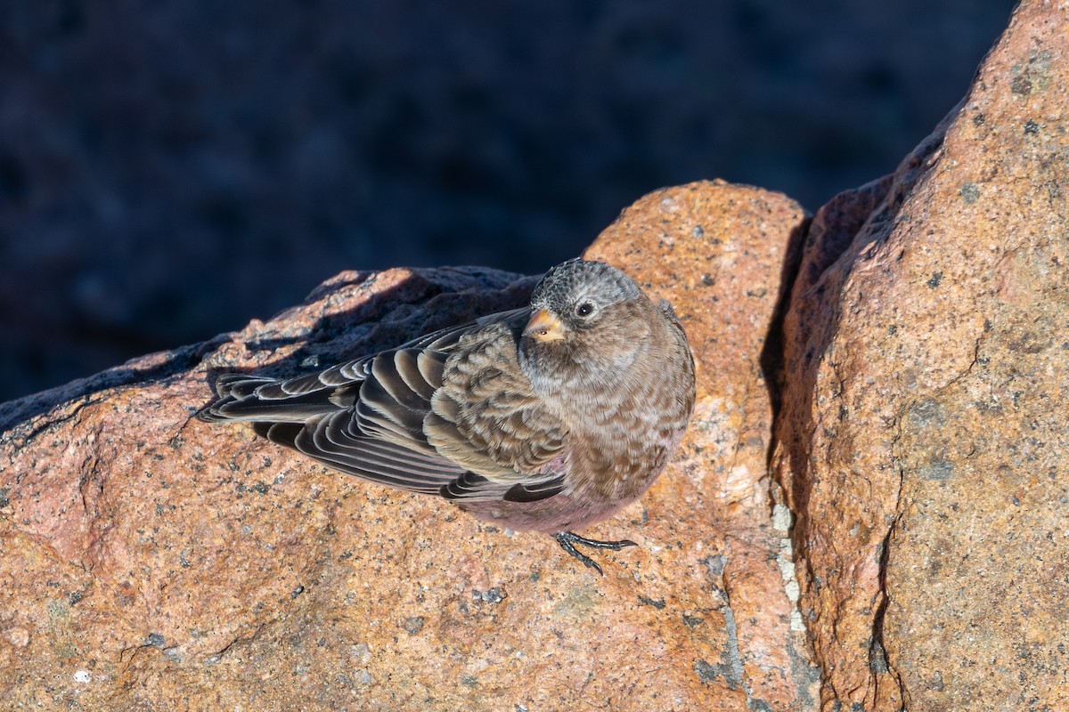 Brown-capped Rosy-Finch - ML644571080