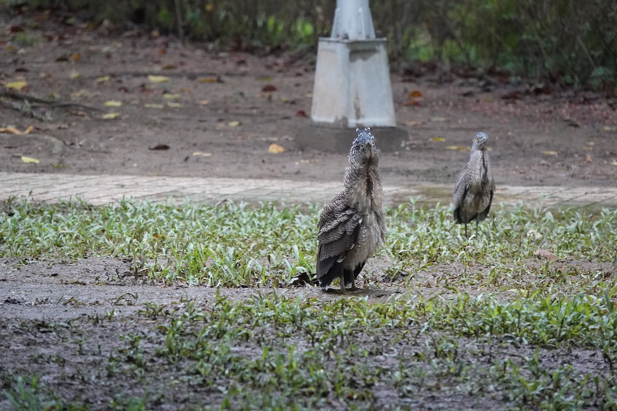 Malayan Night Heron - ML644571082