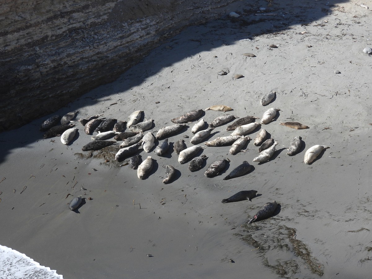 Harbor Seal - ML644571086