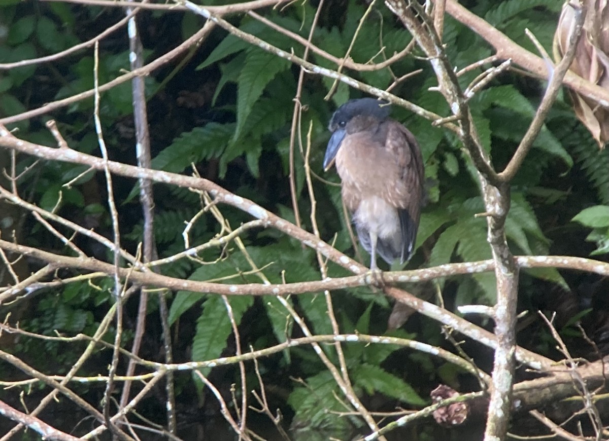 Boat-billed Heron - ML644571088