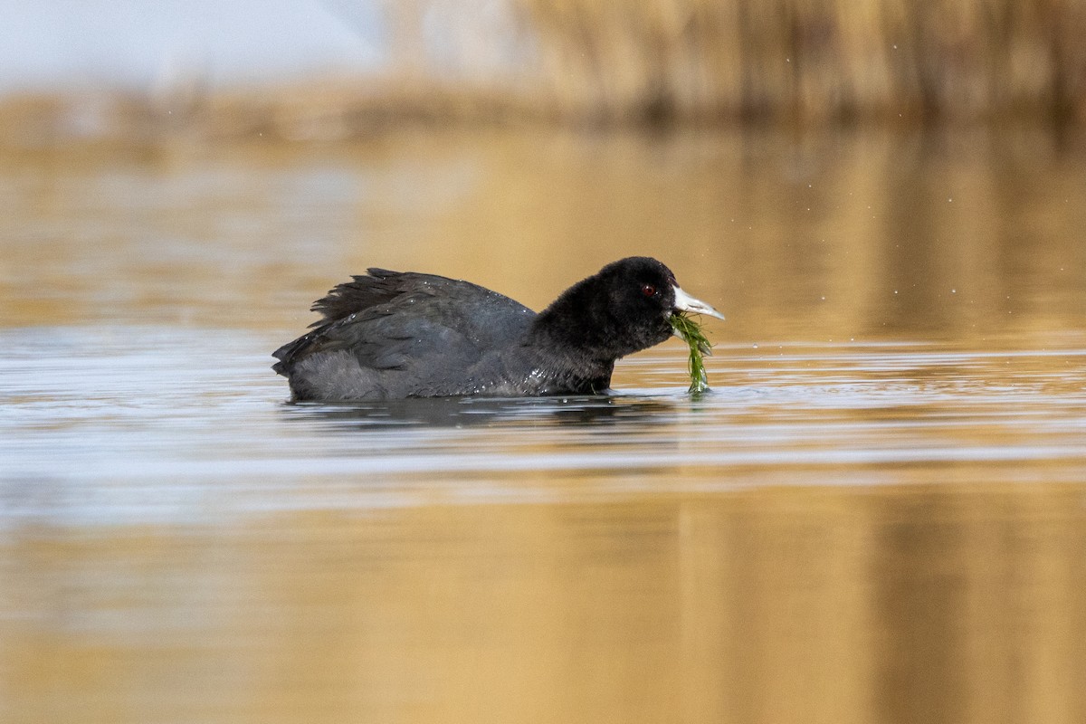 American Coot - ML644571090