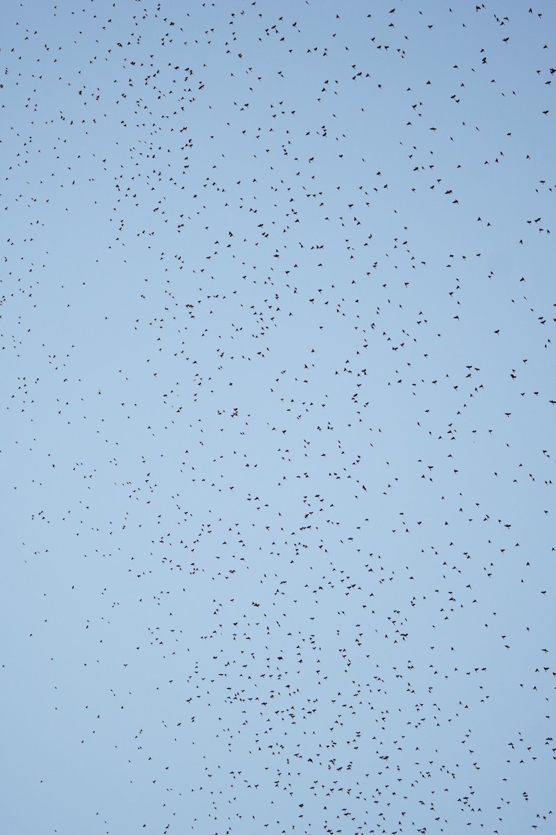 Quiscale bronzé - ML644571091