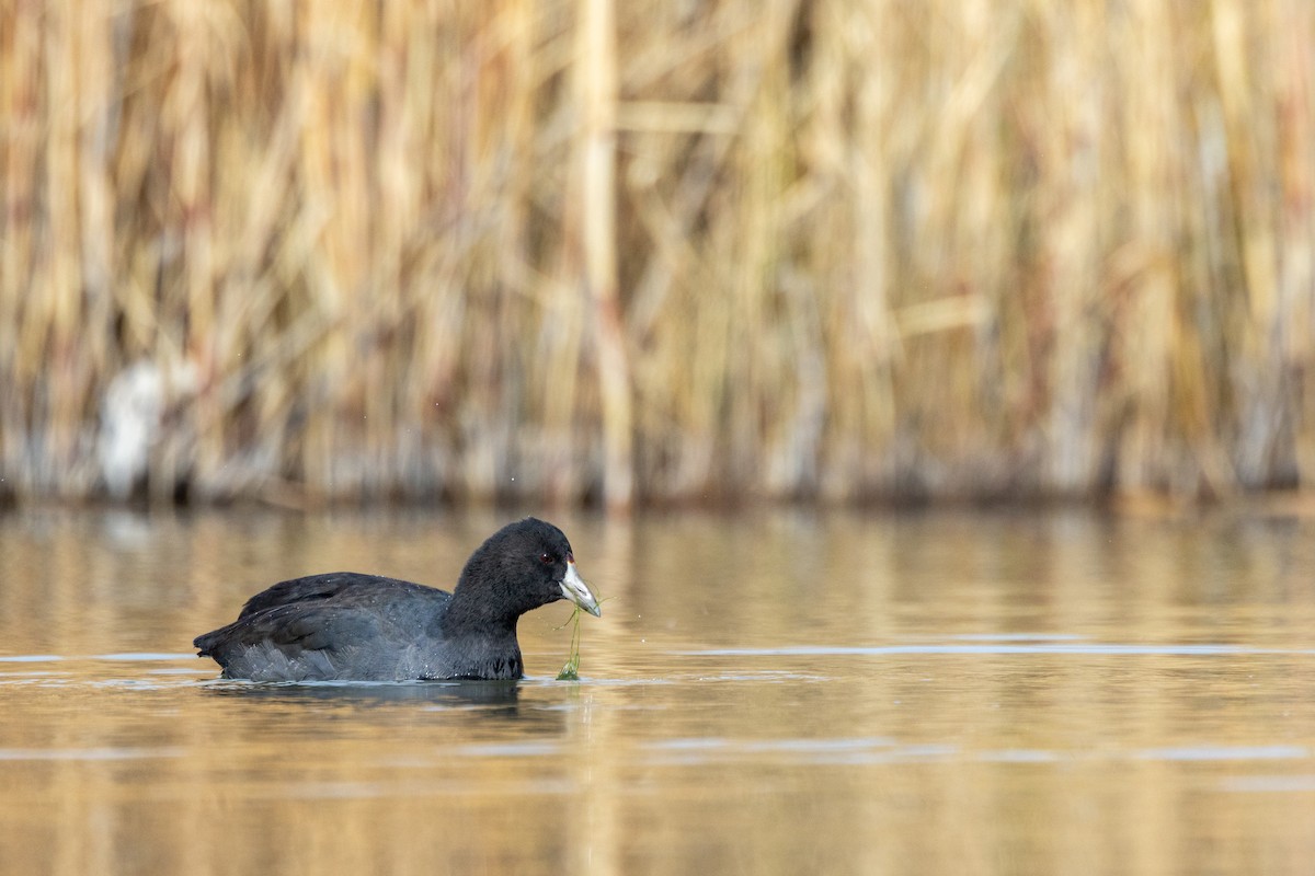 American Coot - ML644571093