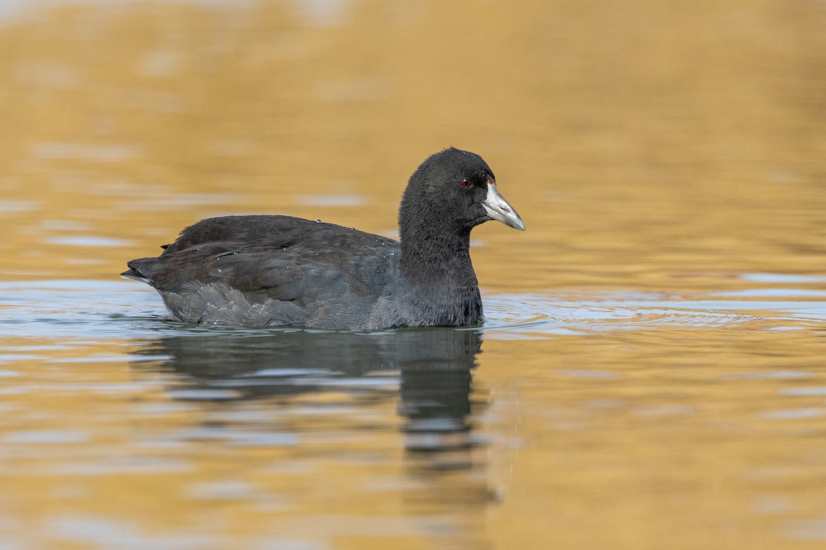 American Coot - ML644571095