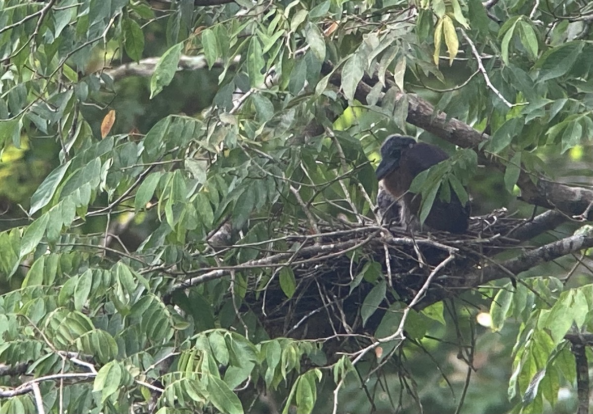 Boat-billed Heron - ML644571097