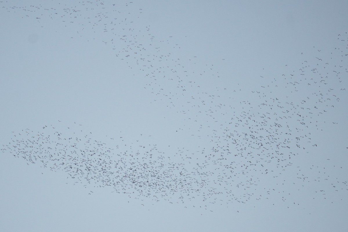 Quiscale bronzé - ML644571108