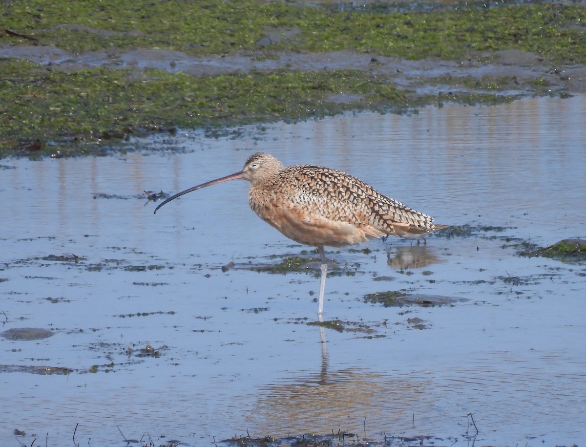 Кульон американський - ML644571109