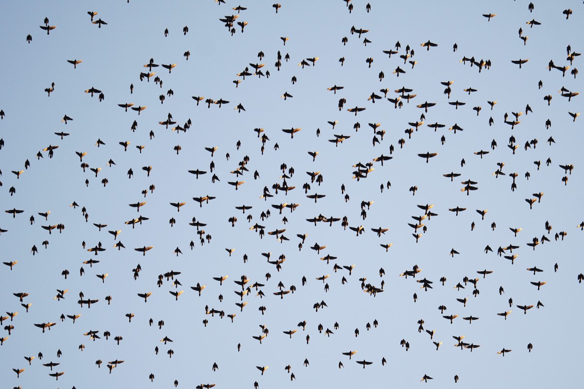 Quiscale bronzé - ML644571112