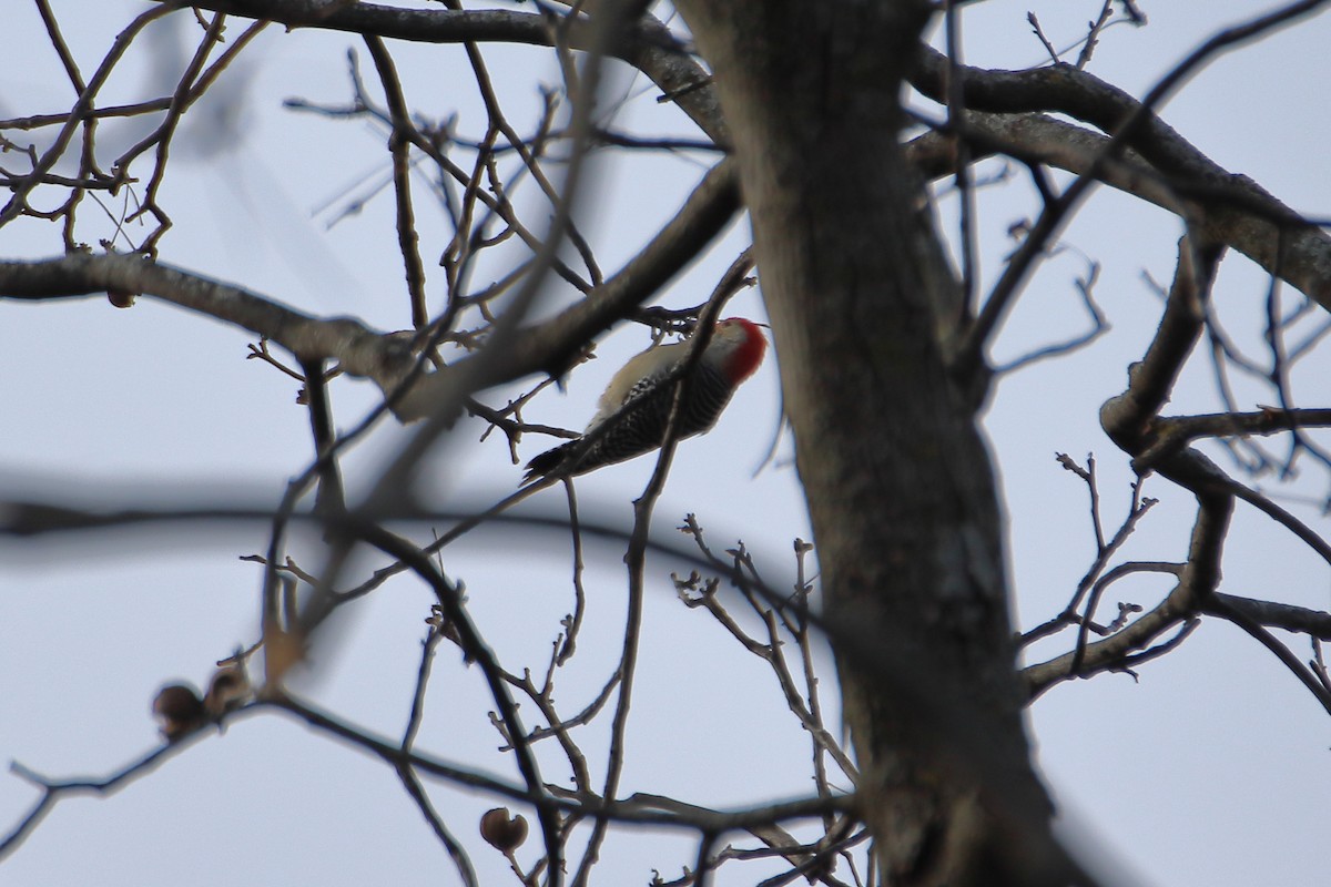 Carolinaspecht - ML644571114