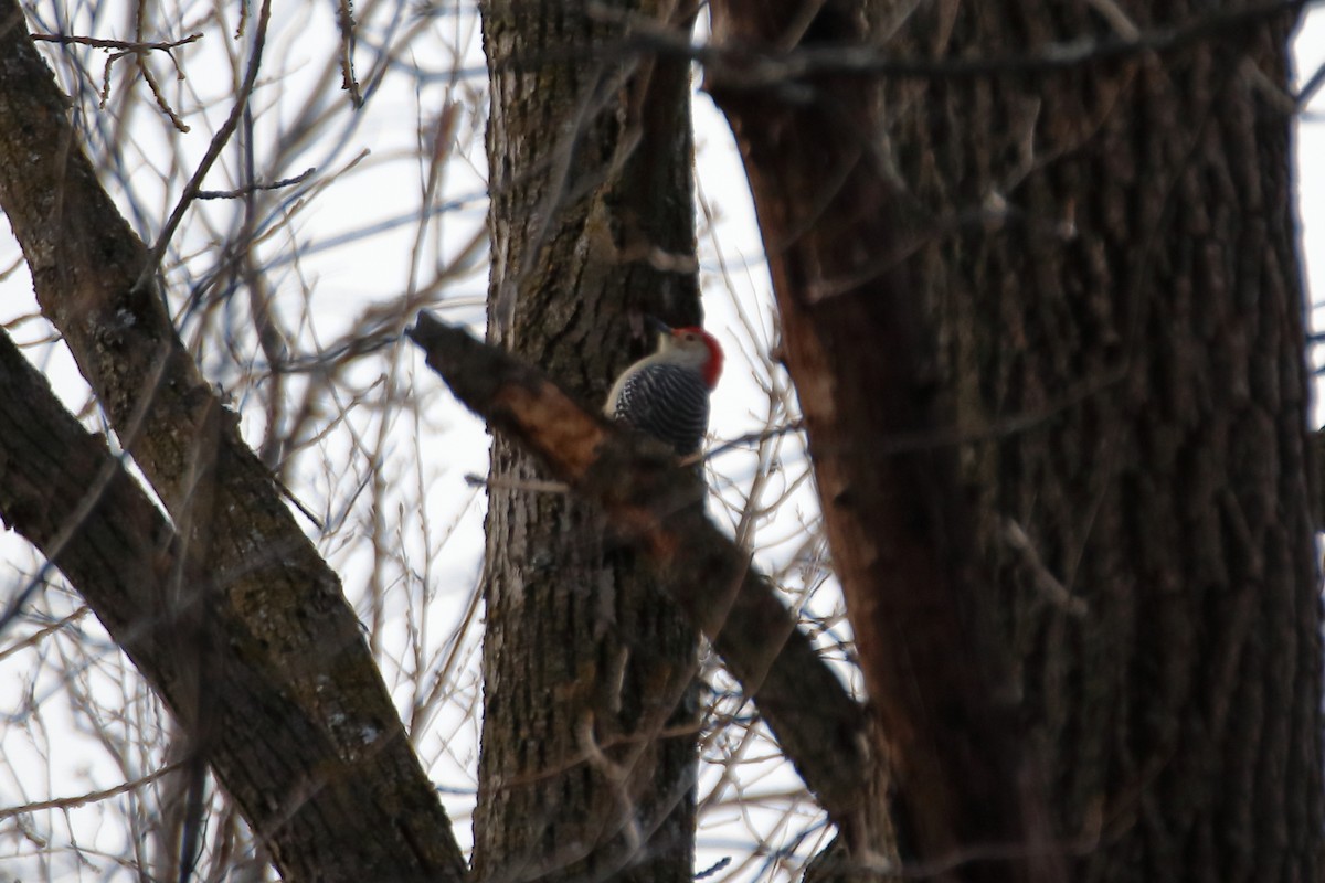 Carolinaspecht - ML644571116