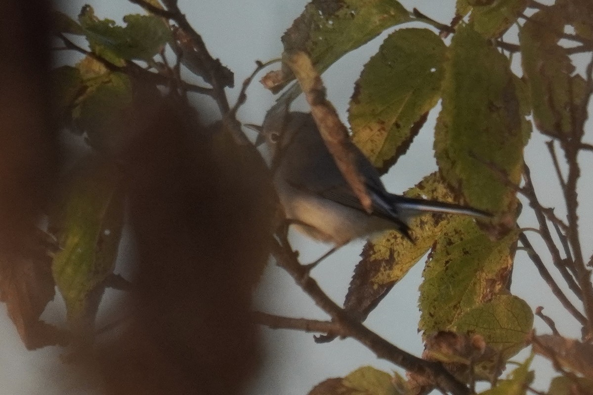 Blue-gray Gnatcatcher - ML644571118