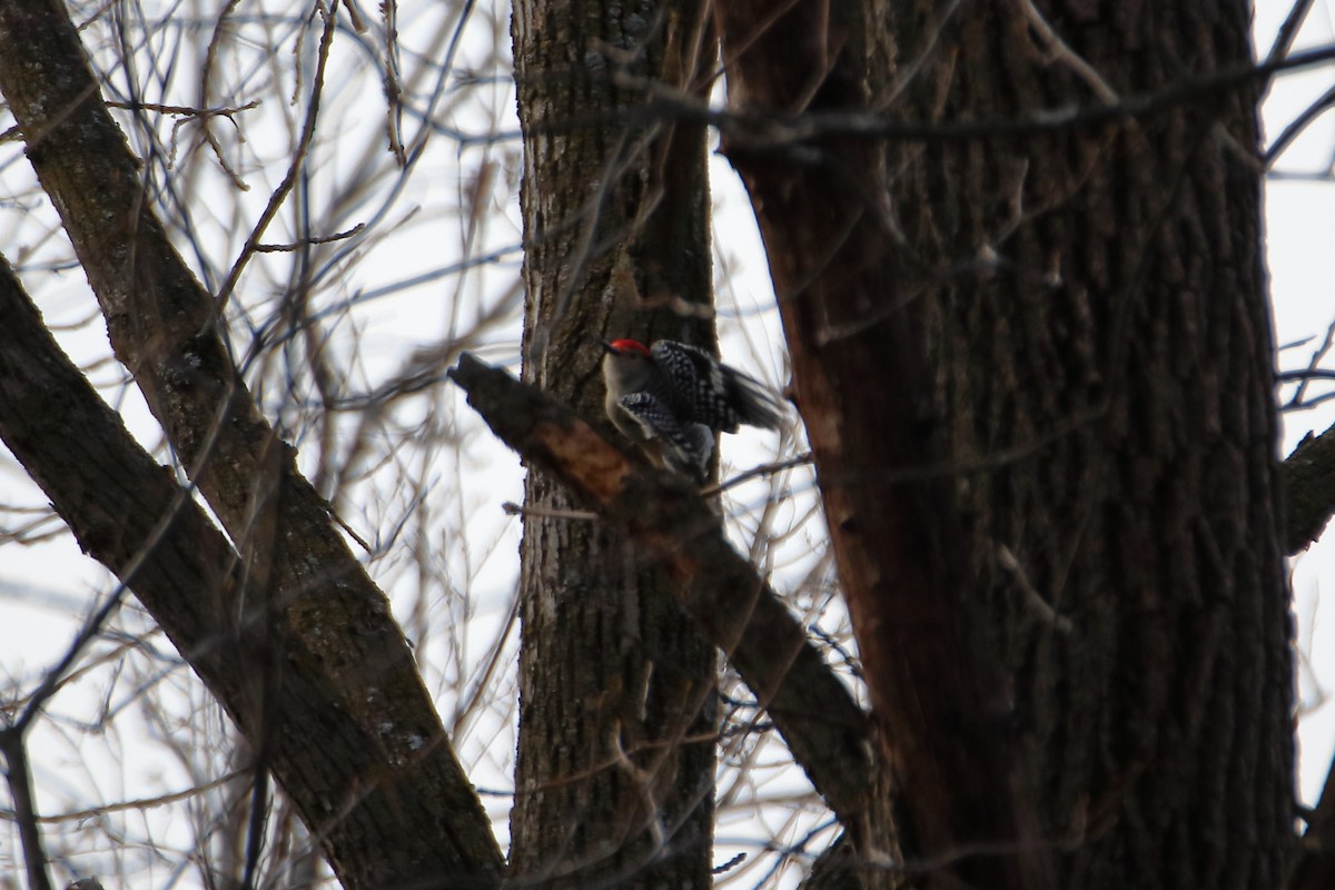 Carolinaspecht - ML644571121