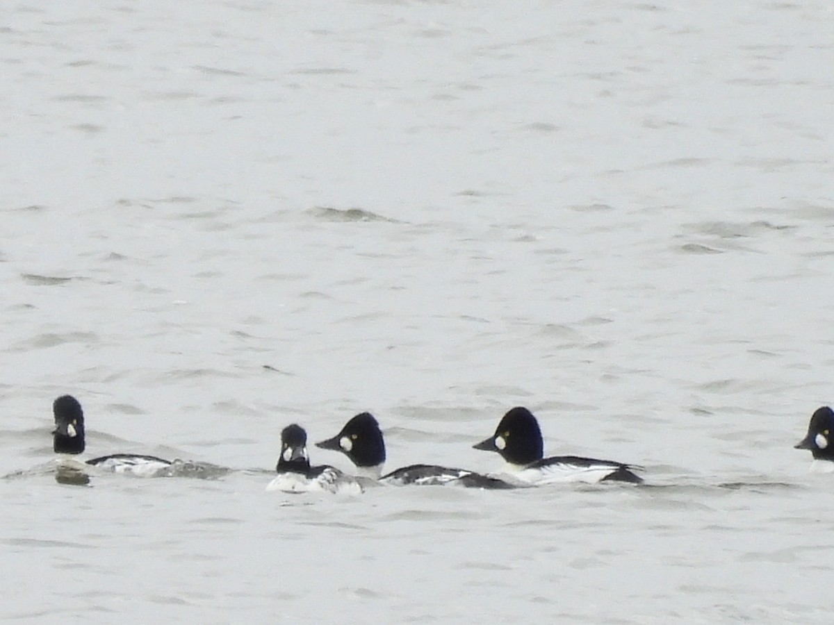 ホオジロガモ - ML644571123