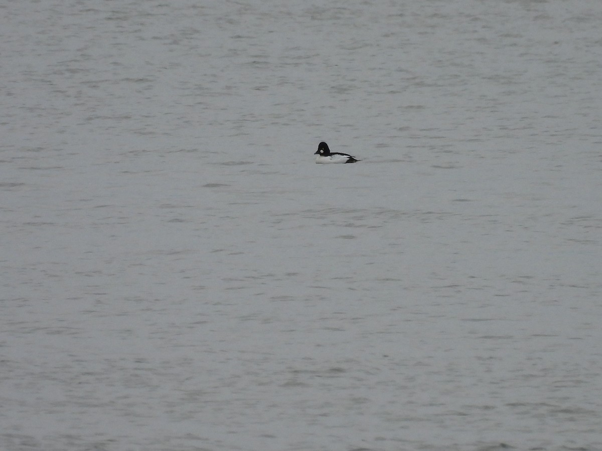 ホオジロガモ - ML644571124