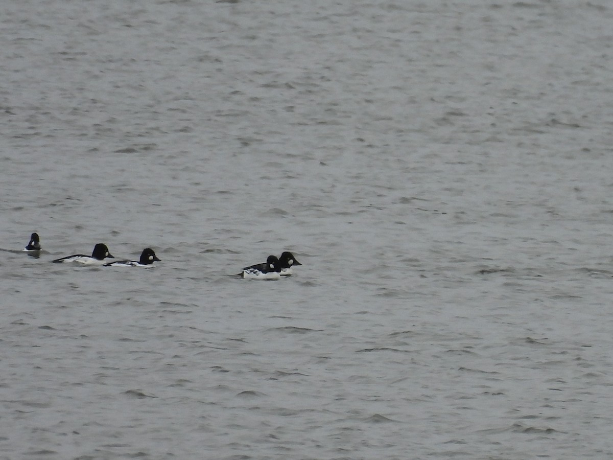 ホオジロガモ - ML644571125