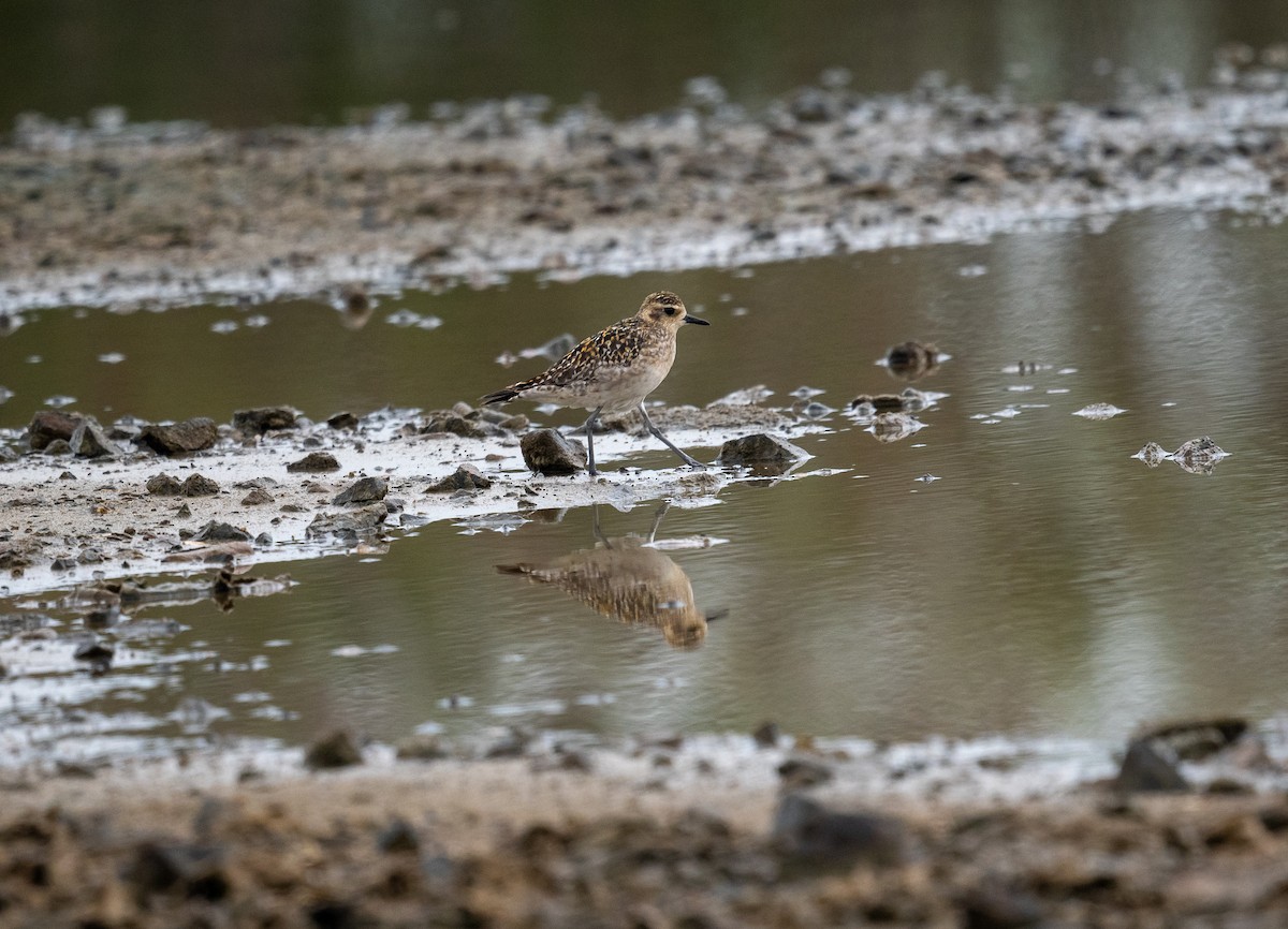 Pluvier fauve - ML644571130