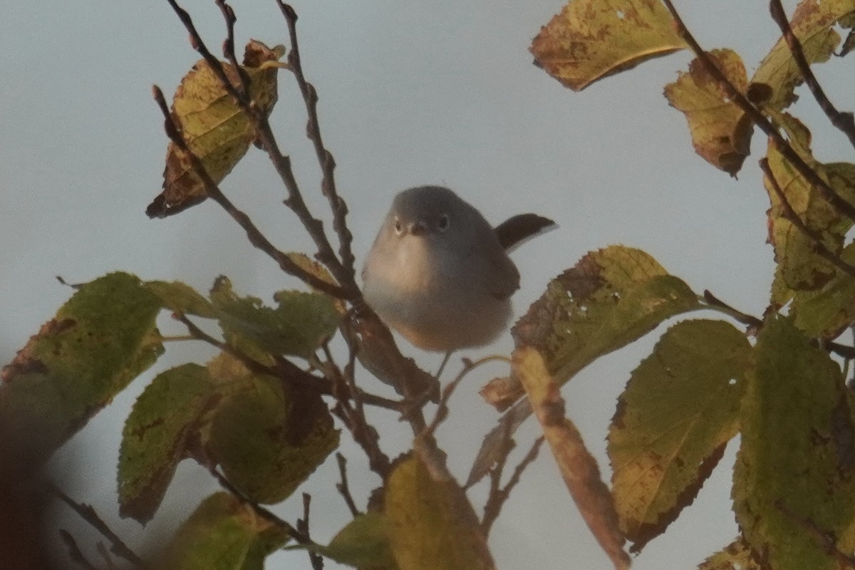 Blue-gray Gnatcatcher - ML644571131