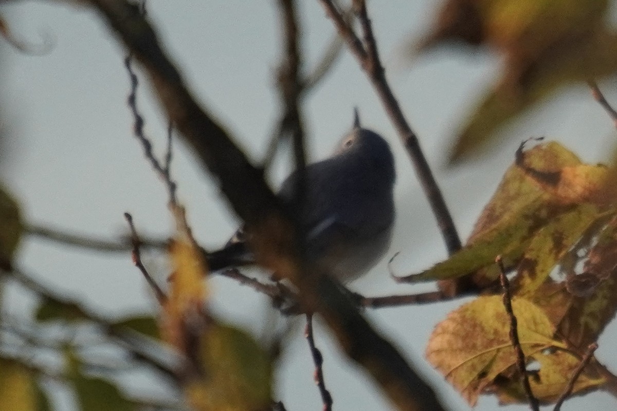 Blue-gray Gnatcatcher - ML644571135