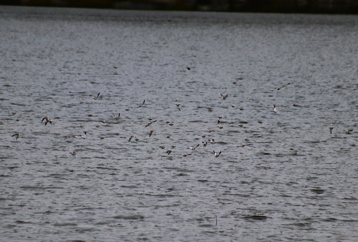 ユキホオジロ - ML644571159