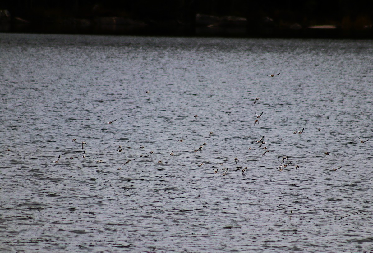 ユキホオジロ - ML644571160