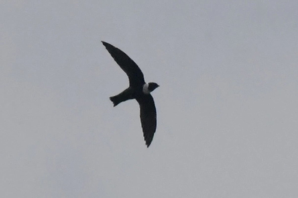 halsbåndseiler - ML644571168