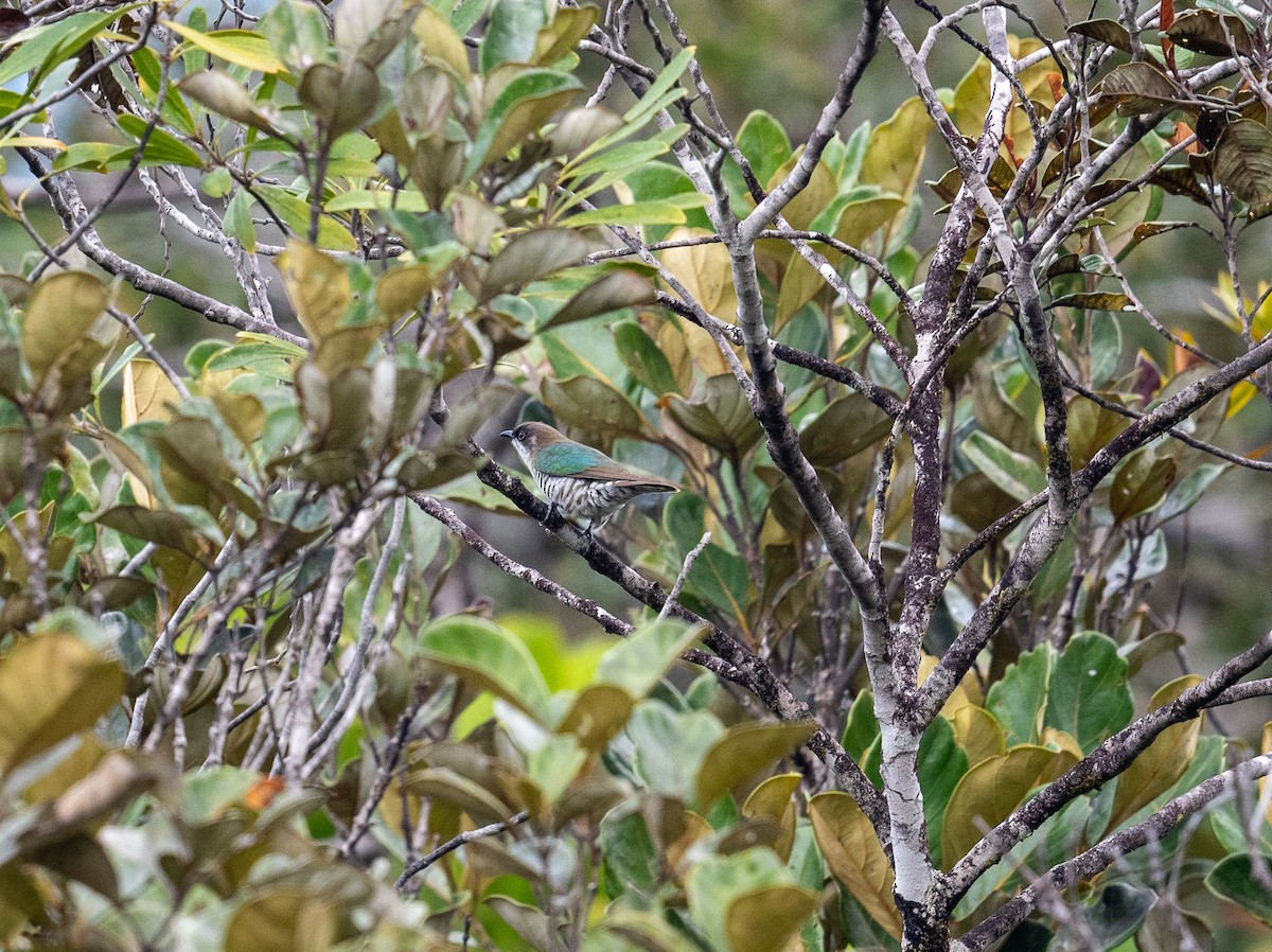 Shining Bronze-Cuckoo - ML644571172