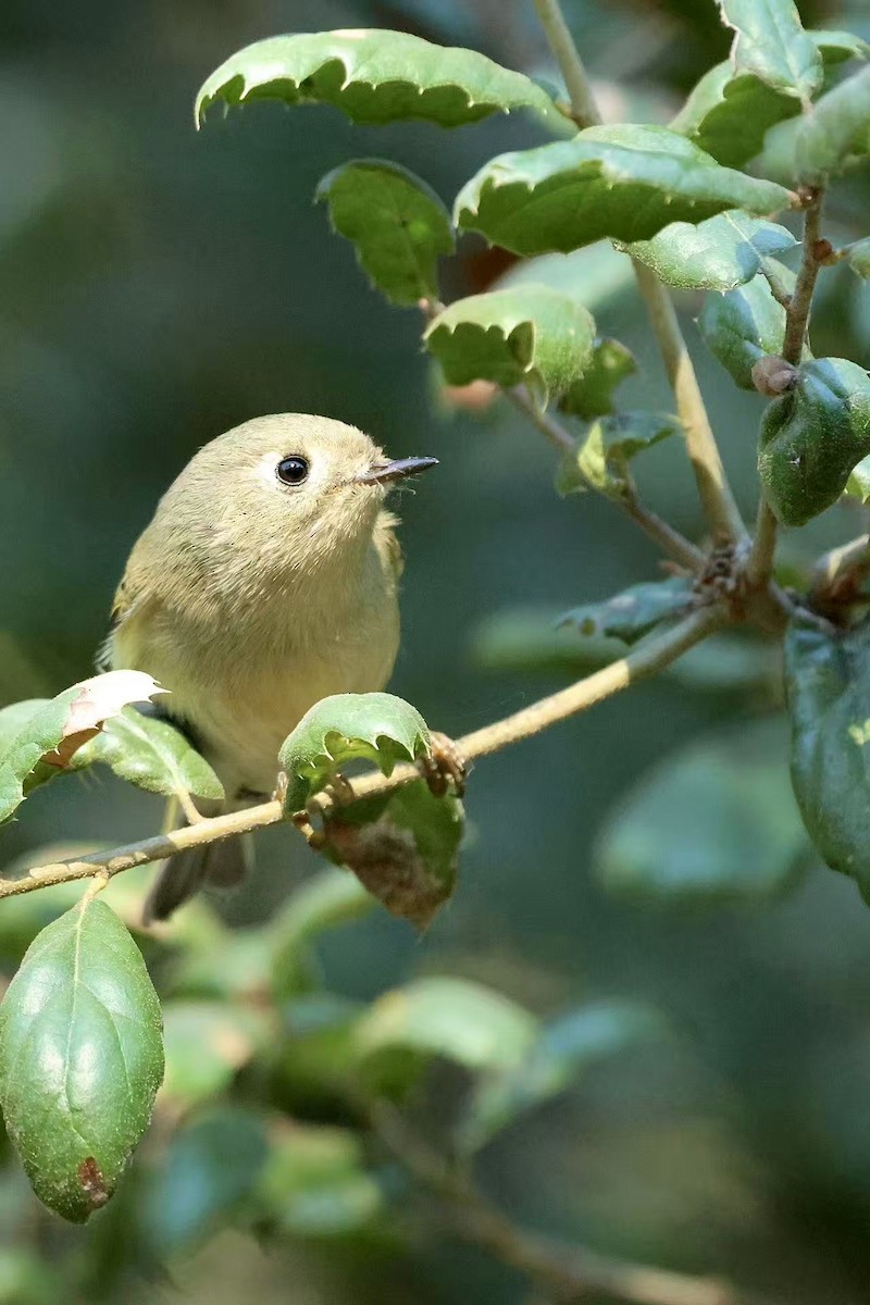 Золотомушка рубіновочуба - ML644571173