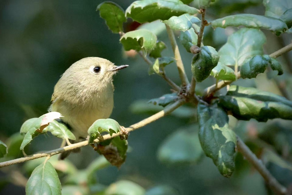 Золотомушка рубіновочуба - ML644571174