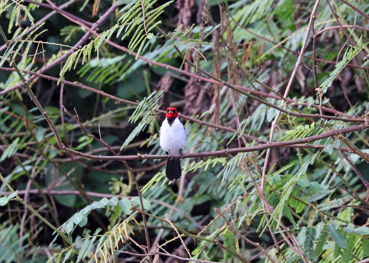 紅頂唐納雀 - ML644571175