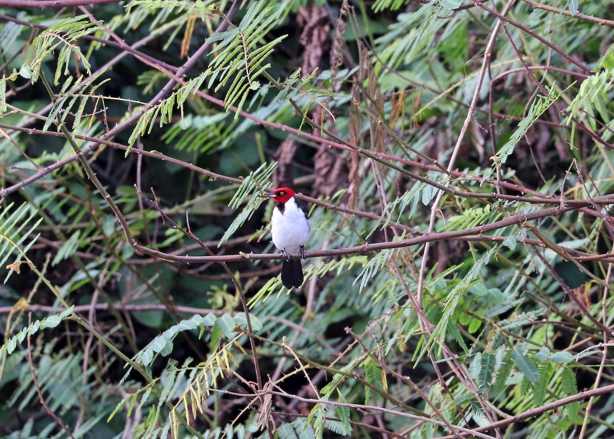 紅頂唐納雀 - ML644571177